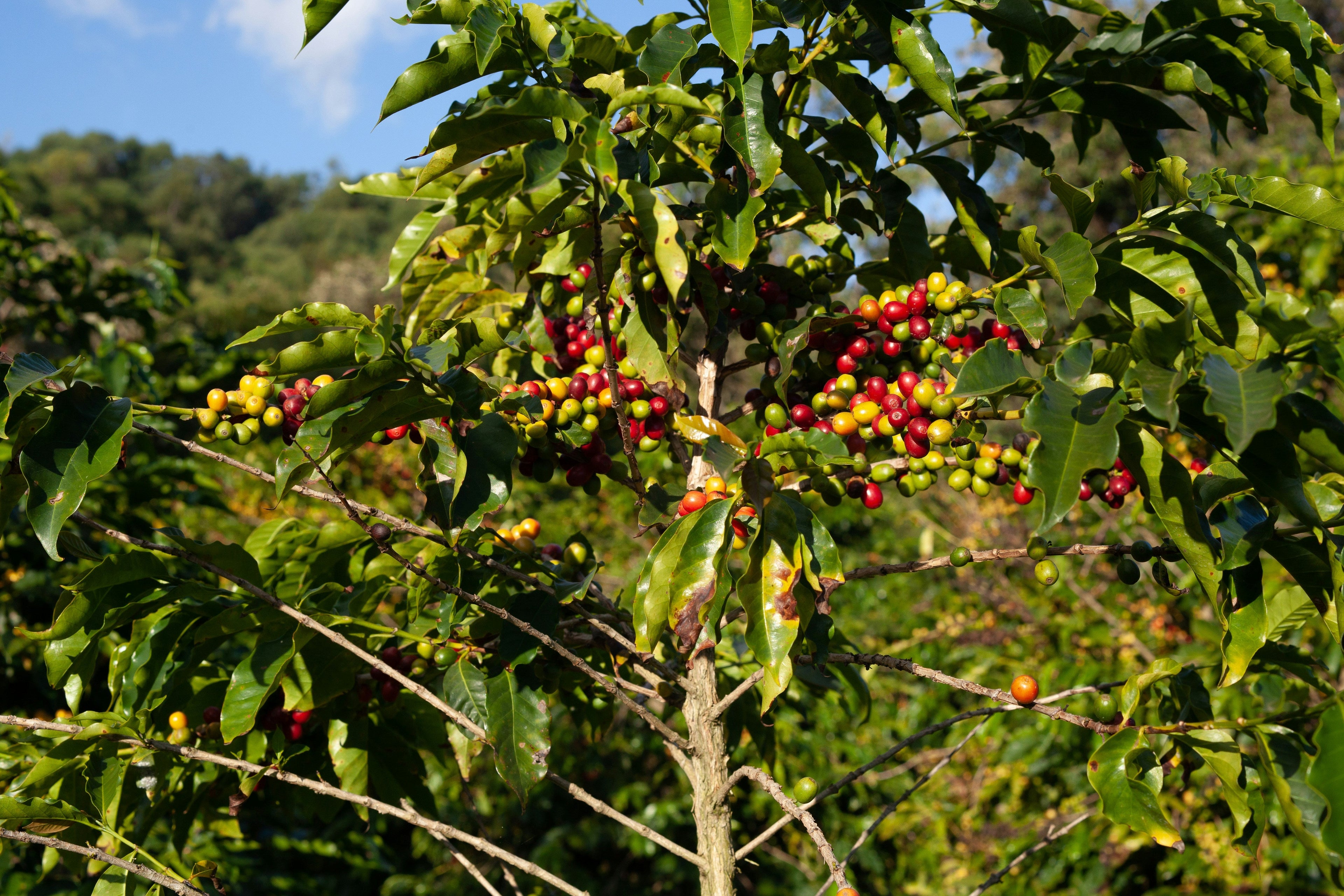 Single-Origin Coffee
